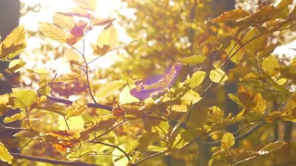 Sluiten Prachtige Goudgele Beukenbladeren Die Zachtjes Zwaaien Herfstwind Kleurrijk Gebladerte — Stockvideo
