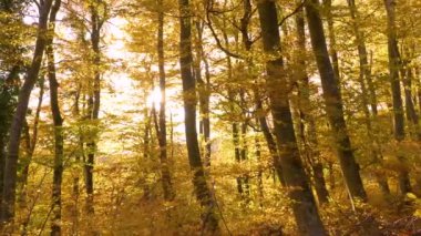 Rüzgarlı bir Ekim gününde, sonbahar gölgelerinde orman ağaçlarının arasından bakan güneş ışınları. Sonbahar mevsiminin harika renklerinde güzel bir orman manzarası. Ormanlık alanın göz kamaştırıcı görüntüsü Sonbaharın canlı renkleriyle.