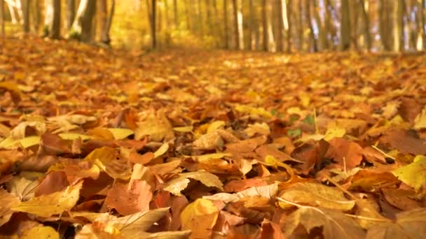 가까이 가을에 떨어지면서 바닥이 있습니다 아름다운 낙엽수림 놀라운 색깔을 나무가 — 비디오