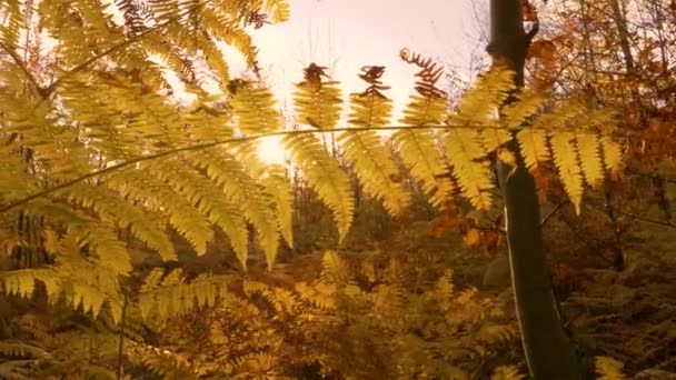 Închideți Razele Soare Toamnă Privind Prin Frunza Aurie Ferigă Vultur — Videoclip de stoc