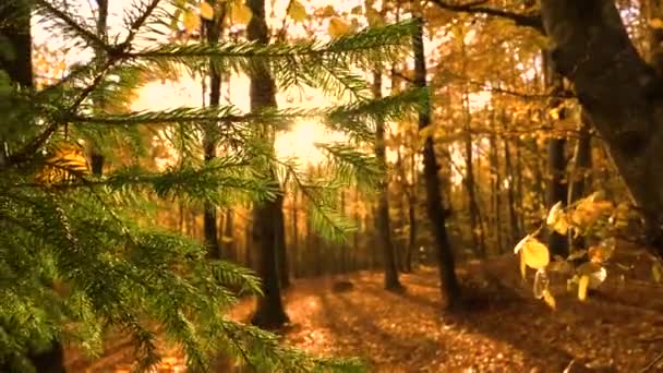 Mírný Vítr Houpající Smrková Větev Pestrobarevném Podzimním Lese Nádherný Kontrast — Stock video