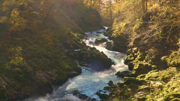 Naturlig Attraktion Vackra Radovna Flod Vintgar Gorge Levande Höstnyanser Underbar — Stockvideo
