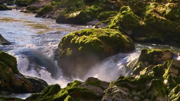 Close Река Протекающая Вокруг Огромного Покрытого Мхом Камня Усеянного Осенними — стоковое видео