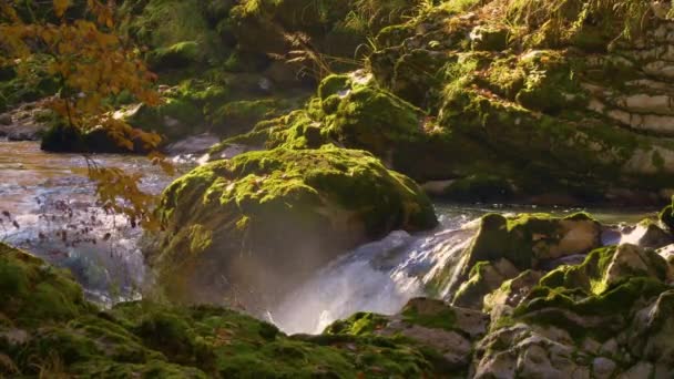 布满落叶的覆盖着苔藓的岩石 被奔流的河流包裹着 温暖的阳光轻柔地照射着青苔色的岩石和文采峡谷底部的野水 秋天美丽的大自然 — 图库视频影像