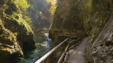 Vahşi nehir ve ahşap turist yollarıyla çekici Vintgar vadisinin manzarası. Yeşil nehrin üzerinde sonbahar yapraklarının muhteşem renk paleti. Dik kayalık yamaçlar arasında güzel bir manzara..