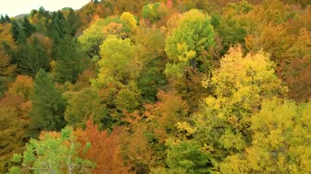 Aerial Překvapivě Pestrá Barevná Paleta Svěžího Smíšeného Lesa Podzimním Období — Stock video