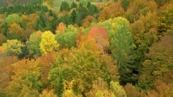 茂密的森林树木在秋天的季节里闪烁着令人赏心悦目的暖色 五彩缤纷的秋天调色板上 高角度的林地景观 秋天落叶落叶的变化 — 图库视频影像
