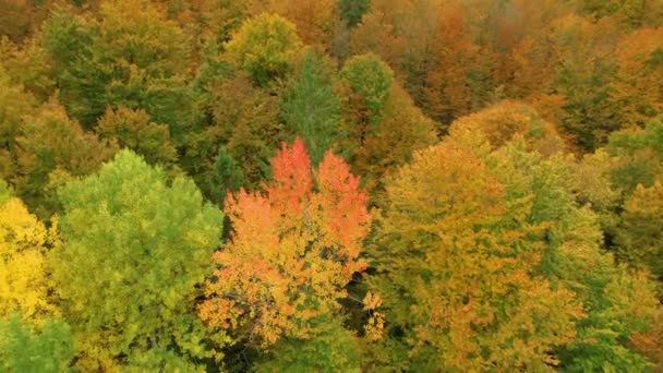 在五彩缤纷的秋色调色板上 高角度的林地景观 茂密的森林树木在秋天的季节里闪烁着令人赏心悦目的暖色 秋天落叶落叶的变化 — 图库视频影像