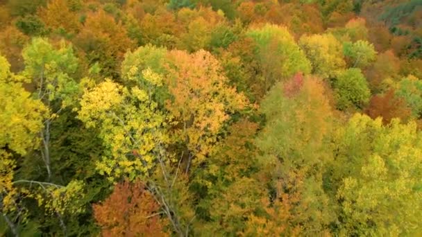 Aerial Vackert Frodigt Skogslandskap Pittoresk Höstfärgpalett Underbara Föränderliga Löv Lövträd — Stockvideo