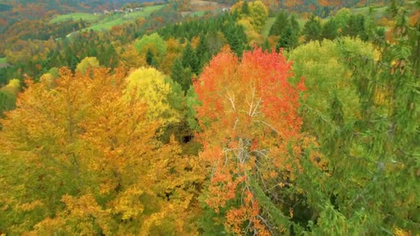 Aerial Voando Acima Belas Árvores Florestais Cores Vivas Temporada Outono — Vídeo de Stock