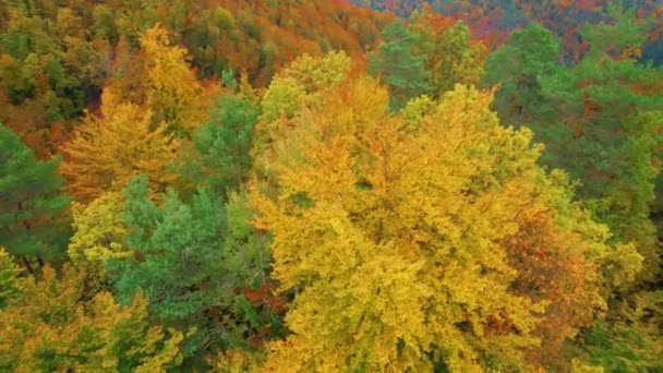 Aeriël Prachtig Kleurcontrast Tussen Naaldbomen Loofbomen Herfst Prachtige Kleuren Van — Stockvideo