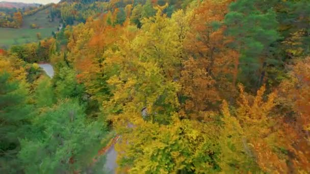 曲がりくねったアスファルトの道路を明らかに豪華な秋の森の木々の上を飛ぶ 秋には木々の紅葉が見事に色づきます 丘陵地帯に広がる美しいカラーパレット — ストック動画