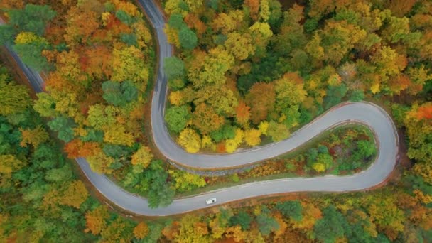 Aerial Top 在被秋天树木环绕的蛇形路上行驶的车辆 在五彩斑斓的林地中间 蛇纹路急转弯 秋天在农村蔓延 — 图库视频影像