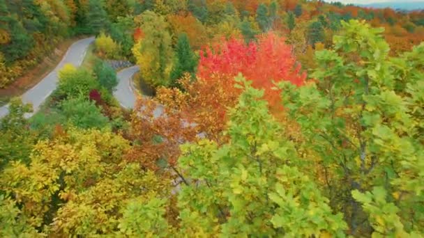 Aerial Flying Colorful Treetops Revealing Serpentine Road Fall Season Curvy — Stock Video