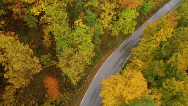 Aerial Top Auto Fährt Auf Asphaltierter Straße Durch Bunten Herbstwald — Stockvideo