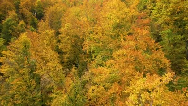 Aerial Voando Entre Exuberantes Árvores Florestais Lindas Cores Douradas Outono — Vídeo de Stock