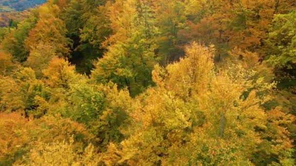 Aerial Uitzicht Bosgebied Prachtig Goudgeel Herfstkleurenpalet Vliegend Boven Weelderige Bosboomtoppen — Stockvideo