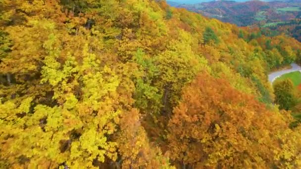 Canlı Sonbahar Renklerinde Gür Yapraklı Orman Ağaçlarının Tepelerine Yakın Uçuyor — Stok video