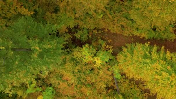 Aerial Top Bujny Las Jesiennych Kolorach Ziemi Najwyższych Wierzchołków Drzew — Wideo stockowe
