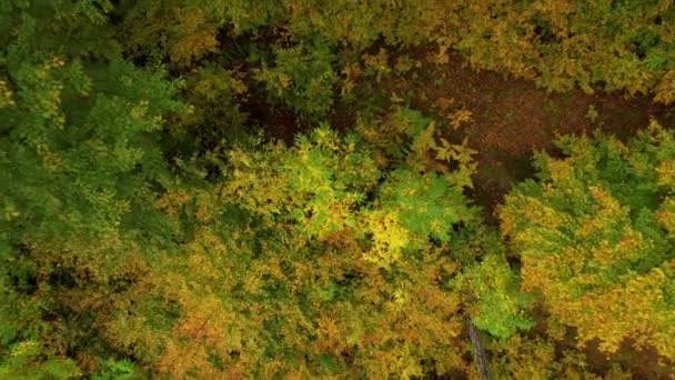 Aereo Top Bellissimi Colori Autunnali Nella Foresta Dal Terreno Alla — Video Stock