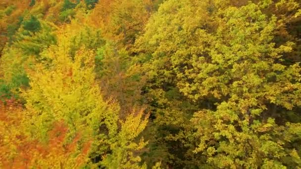 Aerial Voo Entre Árvores Frondosas Cores Vivas Temporada Outono Bela — Vídeo de Stock