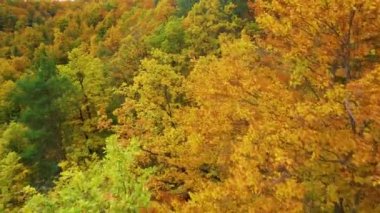 Sonbahar mevsiminin renkli gölgelerinde, muhteşem yapraklı orman ağaçlarının tepeleri. Altın sarısı yaprakları olan harika bir orman. Renkli sonbahar sezonu kırsal kesime yayılıyor..