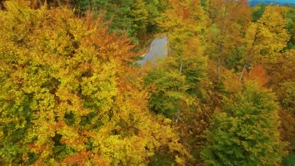 五彩缤纷的秋天森林树木 铺满了柏油路和一辆汽车驶过 秋天五彩缤纷的林地 道路躲藏在树梢下 秋天在多山的乡间蔓延 — 图库视频影像