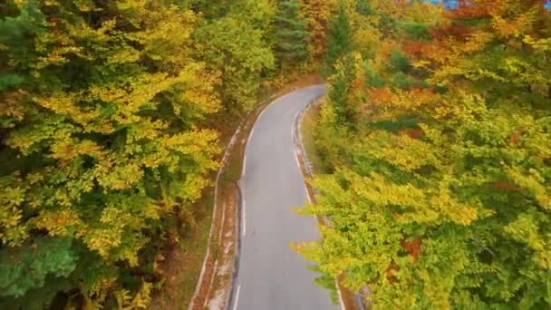 Aerial Droga Utwardzona Kręta Przez Malowniczy Las Niesamowitych Jesiennych Kolorach — Wideo stockowe