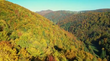Güneşli bir günde, muhteşem sonbahar renkleriyle Hilly Ormanı manzarası. Sonbahar mevsiminin renkli gölgelerinde, ormanın yüksek açılı manzarası. Sonbahar tepe boyunca yayılıyor..