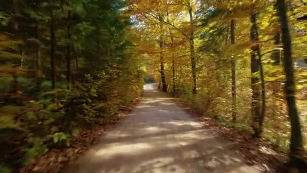 Pohybuje Silnici Svěžím Lesem Zbarveným Živými Odstíny Podzimního Období Slunce — Stock video