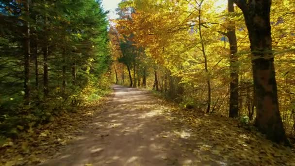 在五彩斑斓的秋天的树下 沿着林间小路前行 阳光穿过树木 在秋天的树荫下形成了一个五彩斑斓的森林隧道 秋色中美丽的林地 — 图库视频影像