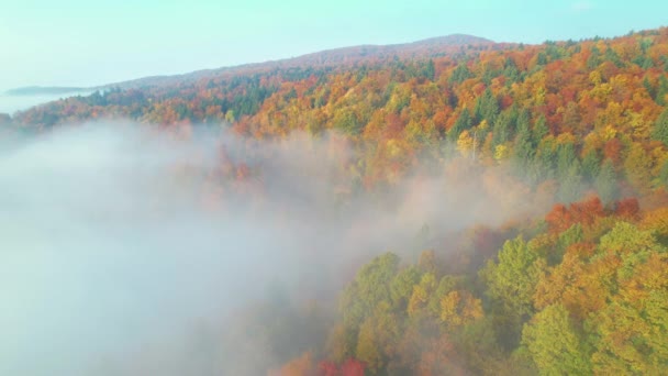 Aerial Vuelo Sobre Cubierta Brumosa Mañana Área Bosque Colorido Temporada — Vídeos de Stock