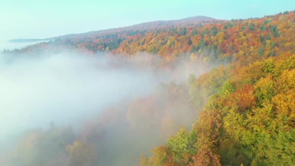 Aerial Färgglada Nyanser Skogsträd Ovanför Morgondimmiga Täcka Höstsäsongen Skonsam Dimma — Stockvideo