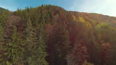 Sonbahar renklerinde ağaçlarla ormanlı dağ sırtı üzerinde insansız hava aracı uçuşu. Her yükseklikte, sonbahar mevsiminin muhteşem gölgelerinde muhteşem bir dağ manzarası. Kozalaklı ve yaprak döken ağaçlarla dolu verimli bir orman.