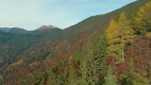 航空機秋の紅葉の森の木々と険しい山の地形の上を飛んでドローン すべての高度で秋の季節の素晴らしい色合いで絵のように美しい高山の世界 緑豊かな野生の森の中のカラフルな葉 — ストック動画