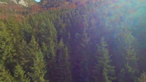 Aeriell Vacker Utsikt Över Fjällskogen Färgglada Nyanser Höstsäsongen Vackert Alpint — Stockvideo