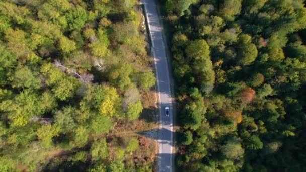 Aerial Top Bosque Los Colores Principios Otoño Coche Conducción Carretera — Vídeos de Stock
