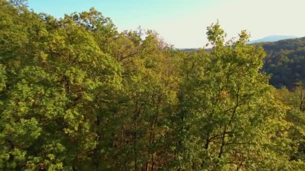 森林の木々の上の飛行は 最初の秋の色合いの森林を明らかにします 緑豊かな丘陵地帯と秋の季節の色の多くの木と美しい田園地帯 森の中に広がる秋 — ストック動画