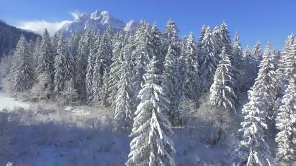 Aerial Vinterflygning Över Snötäckta Granar Mot Ponce Mountains Underbar Utsikt — Stockvideo