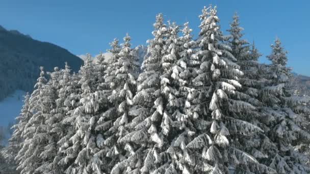 Aerial Malownicze Góry Ponce Odsłaniające Się Zza Śnieżnych Świerków Wspaniały — Wideo stockowe
