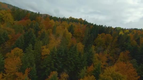 Fpv Drone Flyg Snabbt Över Lummig Skog Höstsäsongens Vackra Färger — Stockvideo