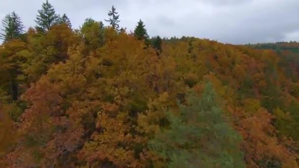 Fpv Drone Sonbahar Mevsiminin Güzel Renkleri Içinde Orman Ağaçlarının Üzerinden — Stok video