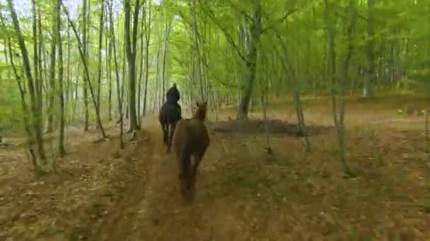 Renkli Sonbahar Ormanlarında Ata Binen Bir Atı Gezdiren Bir Kadını — Stok video