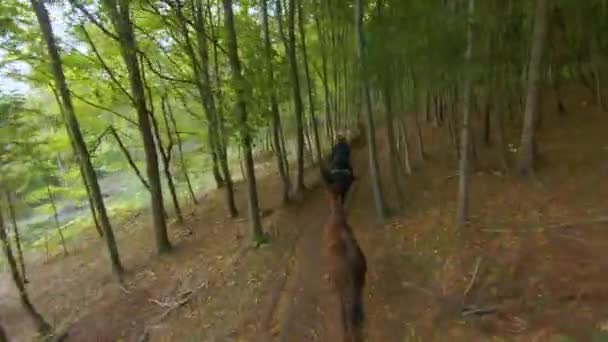 Cavaleiro Fêmea Galopando Através Floresta Outono Colorido Acompanhar Dois Cavalos — Vídeo de Stock