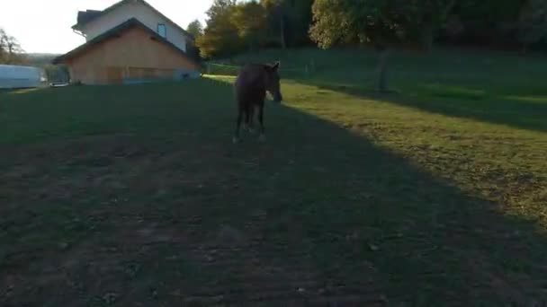 Fpv Drone Красивая Коричневая Лошадь Пасущаяся Зеленом Лугу Осеннем Золотом — стоковое видео
