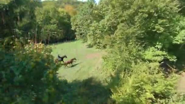 从茂密的树梢飞向年轻女子骑马 骑马背上的女骑手训练一匹年轻的马 美丽的阳光明媚的秋日 让马在美丽的大自然中驰骋 — 图库视频影像