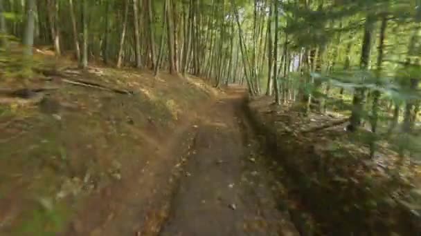 Fpv Drone Voo Rápido Longo Caminho Sinuoso Entre Árvores Florestais — Vídeo de Stock
