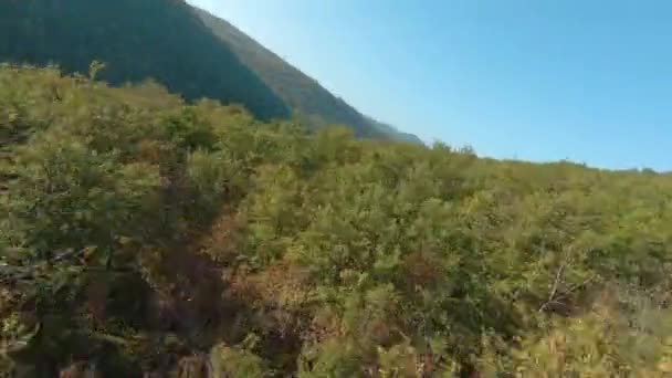 Fpv Drone Vuelo Rápido Por Encima Del Bosque Dosel Tupido — Vídeos de Stock