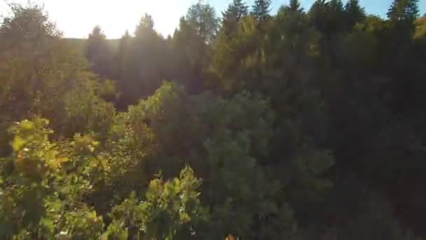Fpv Drone Tidig Höstflygning Över Lummiga Trädtoppar Mot Äng Och — Stockvideo