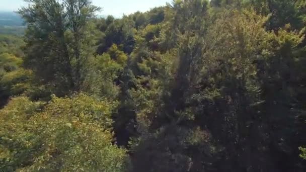 Fpv Drone Voltando Volo Sopra Tettoie Forestali Nuovo Verso Collina — Video Stock